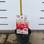 Javor dlaňolistý (Acer palmatum) 'Skeeter's Broom'- výška 110-120 cm, kont. C4L - NA KMIENKU